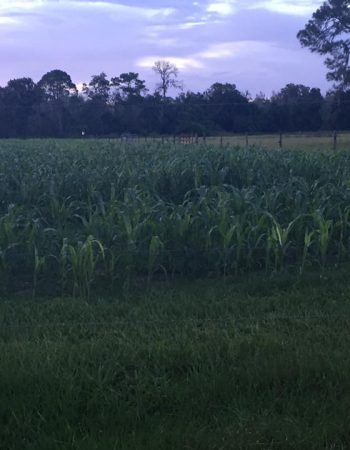 Harvest Holler Corn Maze