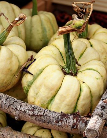 Sweet Pickins’ Pumpkin Patch