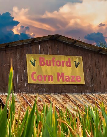 Buford Corn Maze