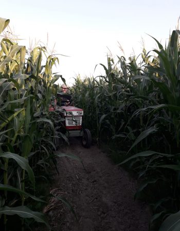 Country Corn Maze