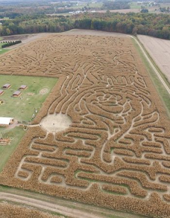 Maze Craze Corn Maze