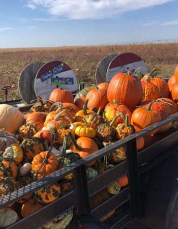 Pumpkins and More A-maiz-ing Farm