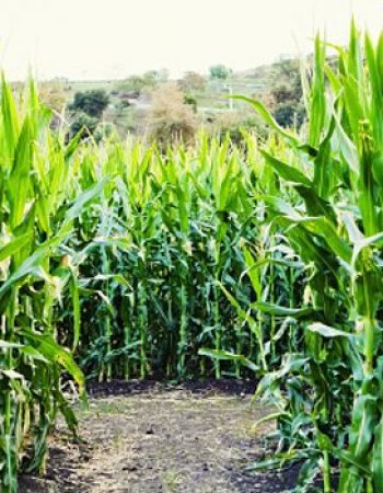 Maize in the City
