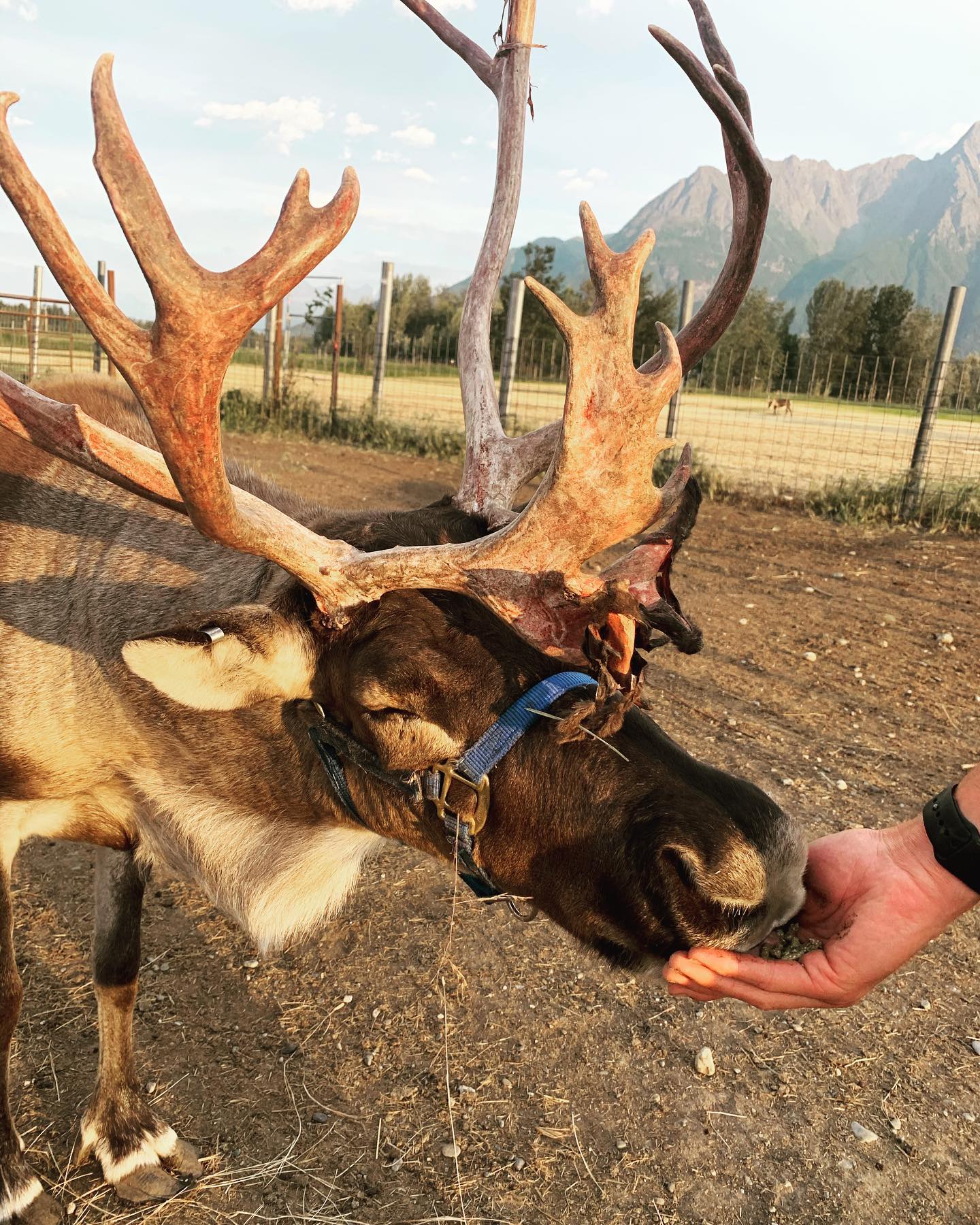 Reindeer Farm Pumpkin Patch Near Me