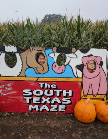 South Texas Maize
