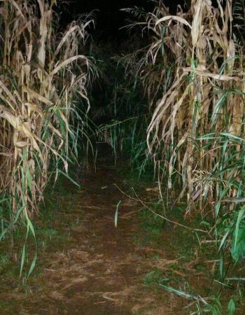 The Maryland Corn Maze