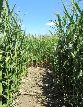 Heartland Country Corn Maze