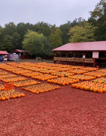 Burt’s Pumpkin Farm