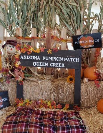 Arizona Pumpkin Patch