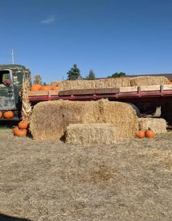 Longneck Pumpkin Farm