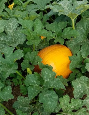 Crismor’s Pumpkin Patch