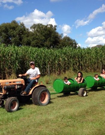 Harvest Holler Corn Maze