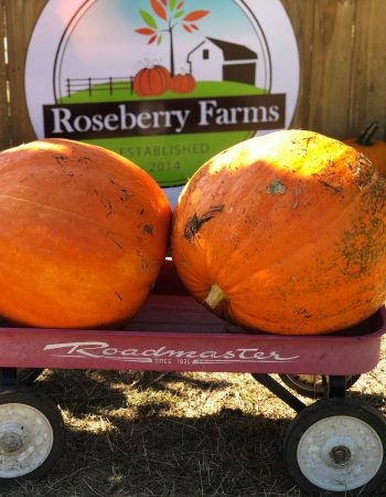 Roseberry Farms pumpkin patch