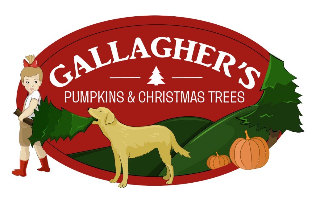 Gallagher's Pumpkin and Christmas Tree's patch Pumpkin Patch Near Me
