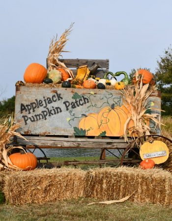 Applejack Pumpkin Patch