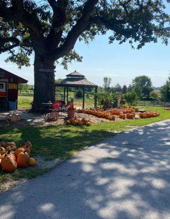 Bellevue Berry & Pumpkin Ranch