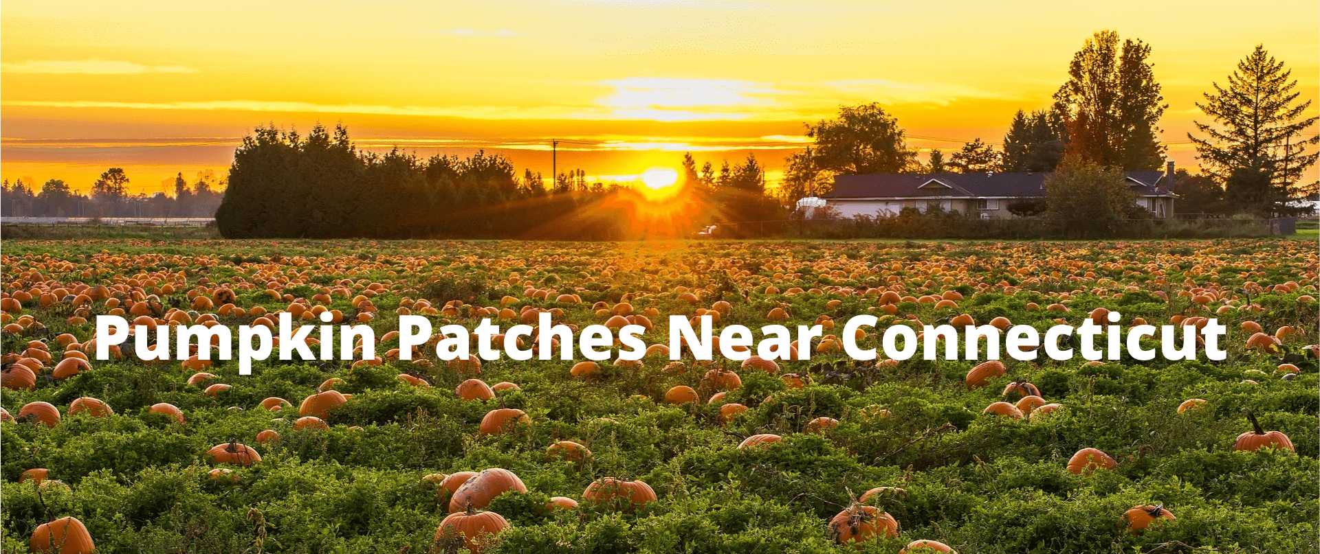 Connecticut Pumpkin Patch Near Me