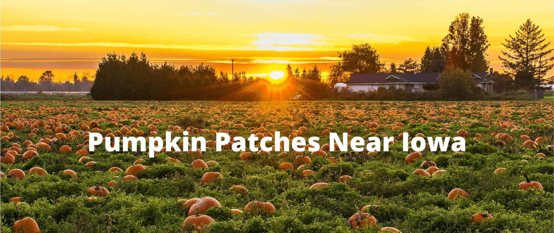 Iowa Pumpkin Patch Near Me