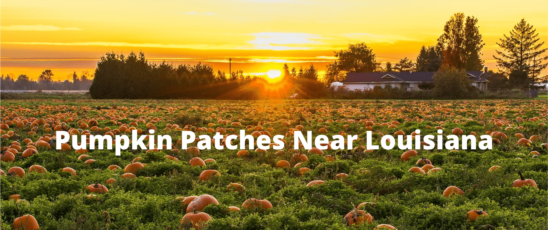 Louisiana - Pumpkin Patch Near Me