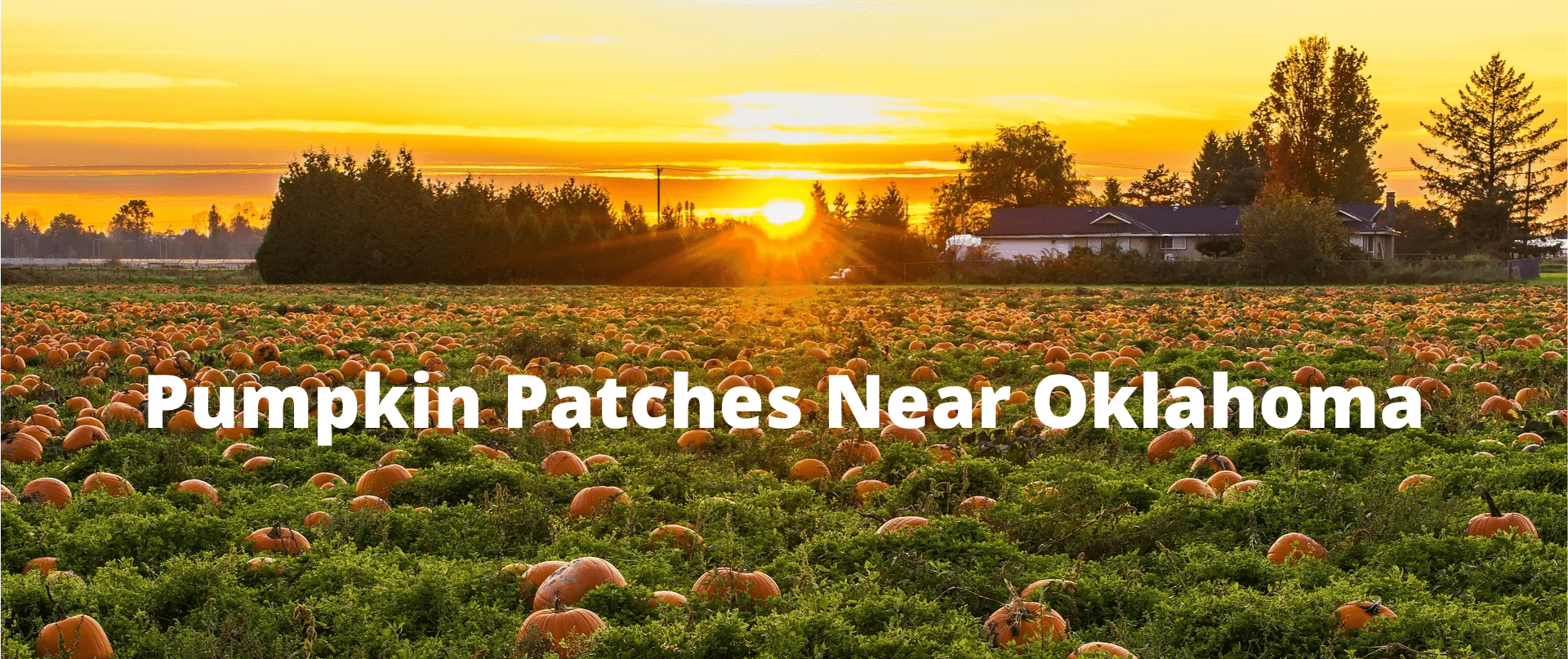 Oklahoma Pumpkin Patch Near Me